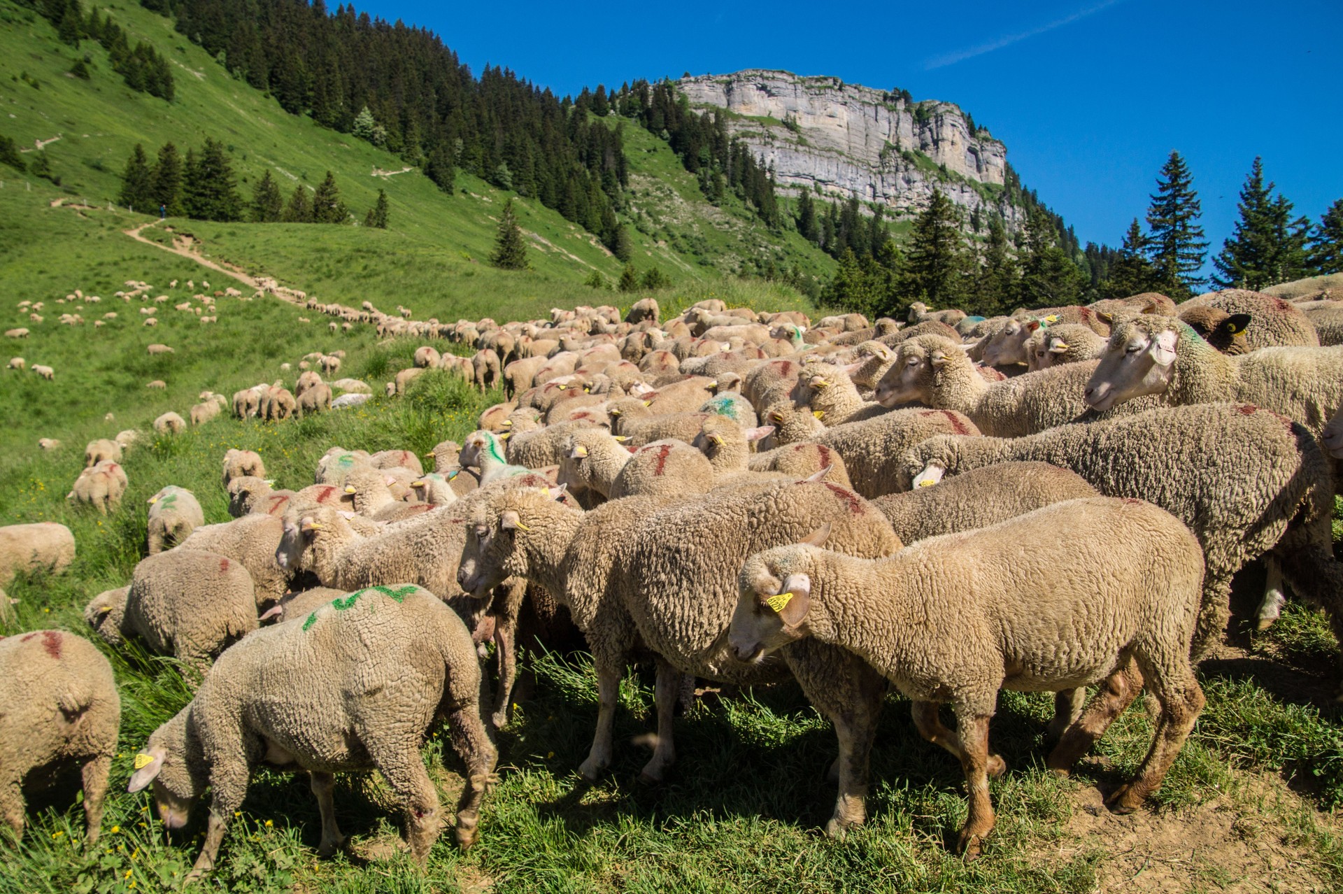 pass of ayes,sain pierre de chartreuse,isere,france